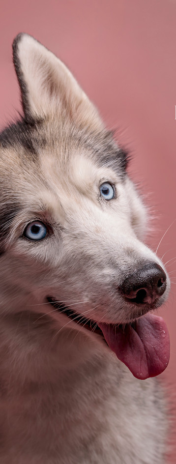 Award winning image of a Siberian Husky